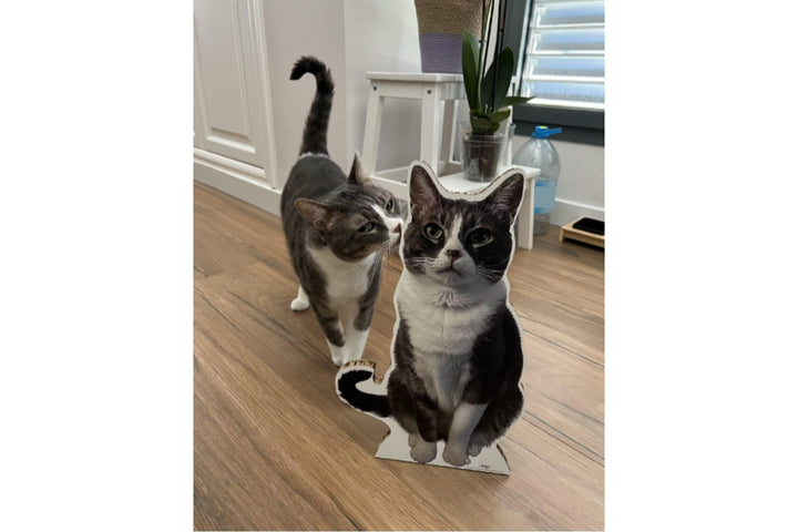Foto a tamaño real en cartón de mascota gato 